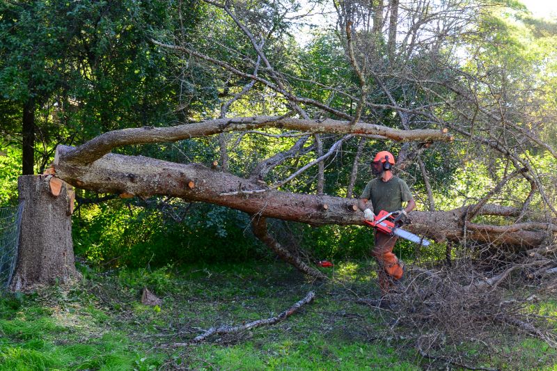 Tree Felling