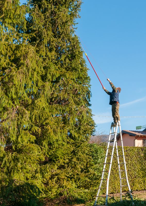 Seasonal Tree Care Tips