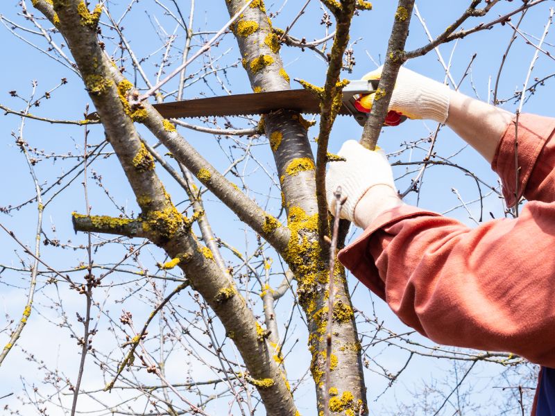 Tree Care in Blaine