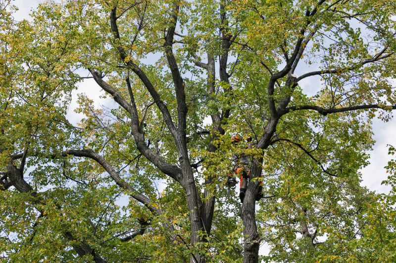 Tree Pruning and Maintenance