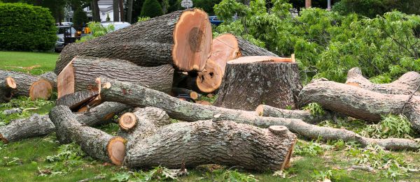 Large Tree Removal in Blaine