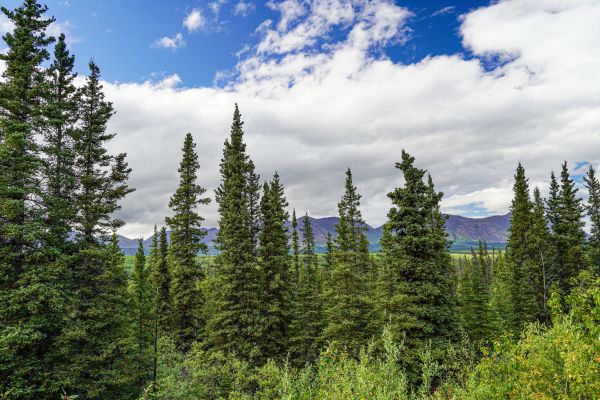 Spruce Tree Removal in Blaine