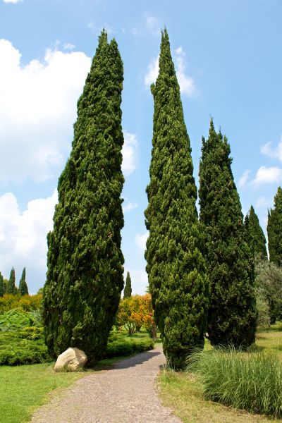 Cost of Cypress Tree Removal in Blaine