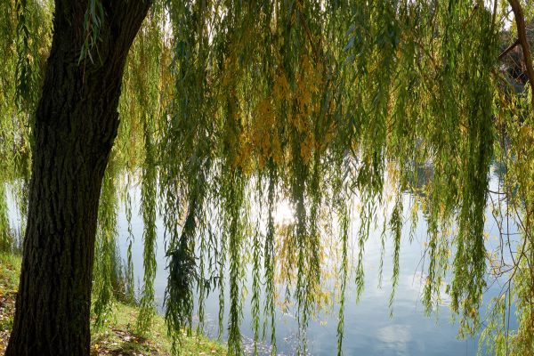 Cost of Willow Tree Removal in Blaine