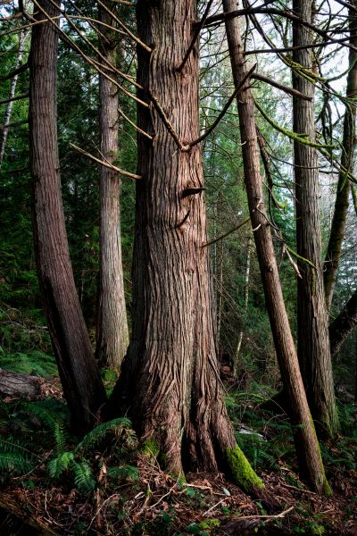 Cost of Cedar Tree Removal in Blaine