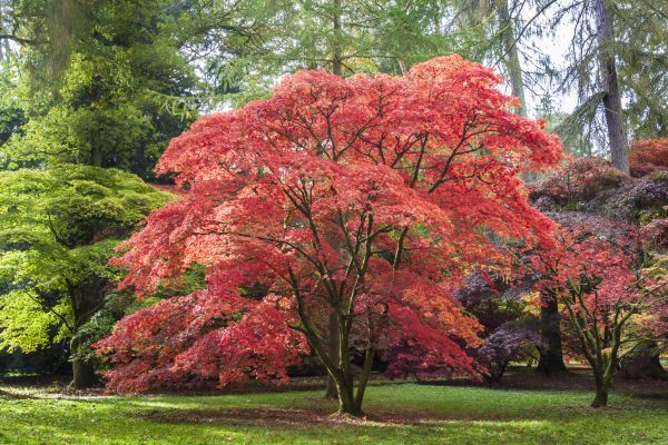 Cost of Maple Tree Removal in Blaine