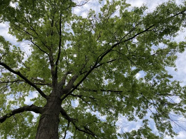 Cost of Oak Tree Removal in Blaine
