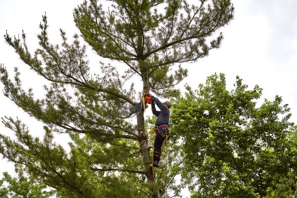 Cost of Pine Tree Removal in Blaine