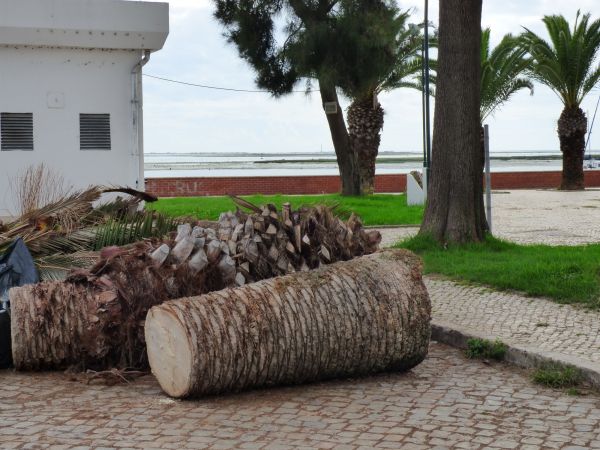 Palm Trees Removal in Blaine