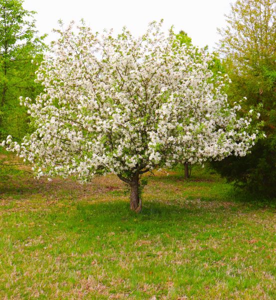 Dogwood Tree Removal in Blaine
