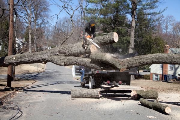 Cost of Residential Tree Removal in Blaine