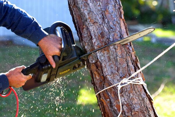 Dead Tree Removal in Blaine